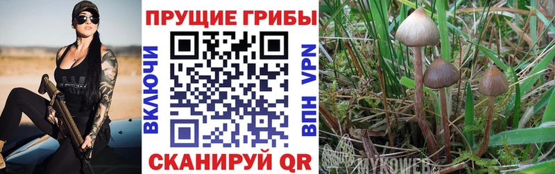 Псилоцибиновые грибы GOLDEN TEACHER OMG онион Камызяк магазин наркотиков
